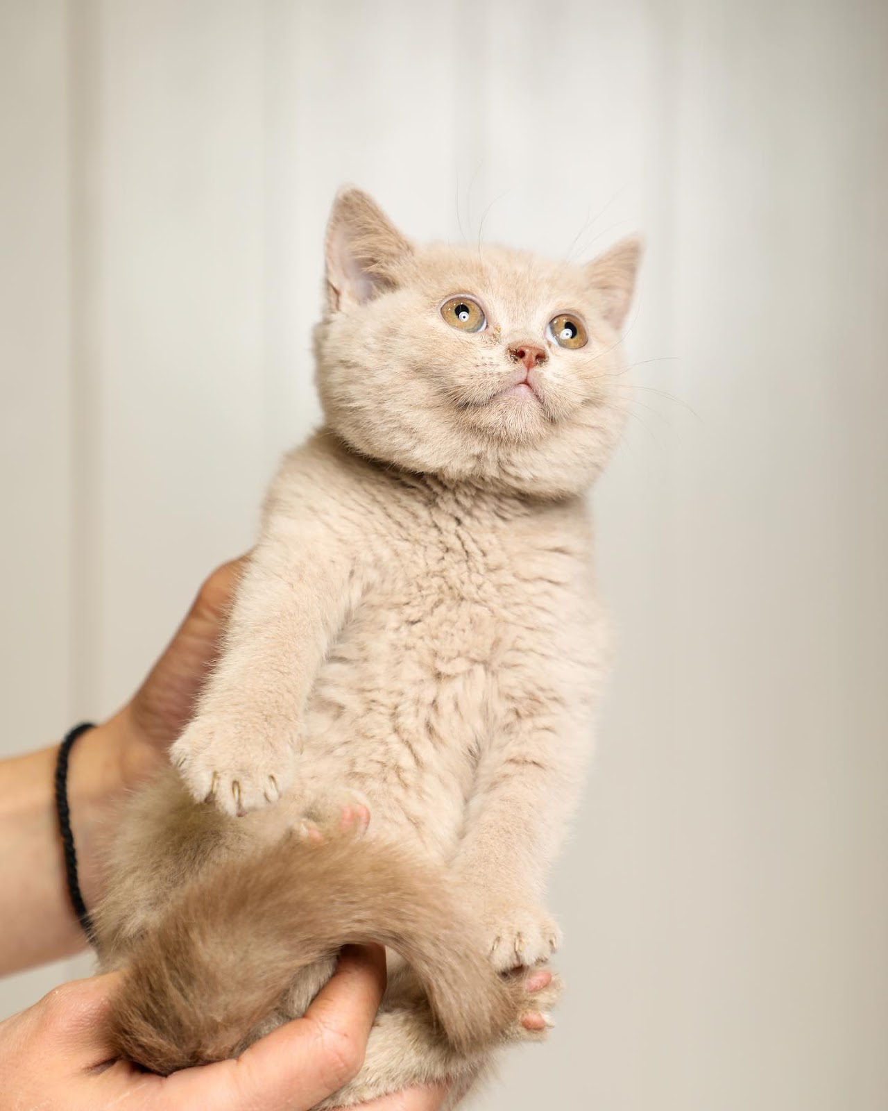 Lako Pet Shop