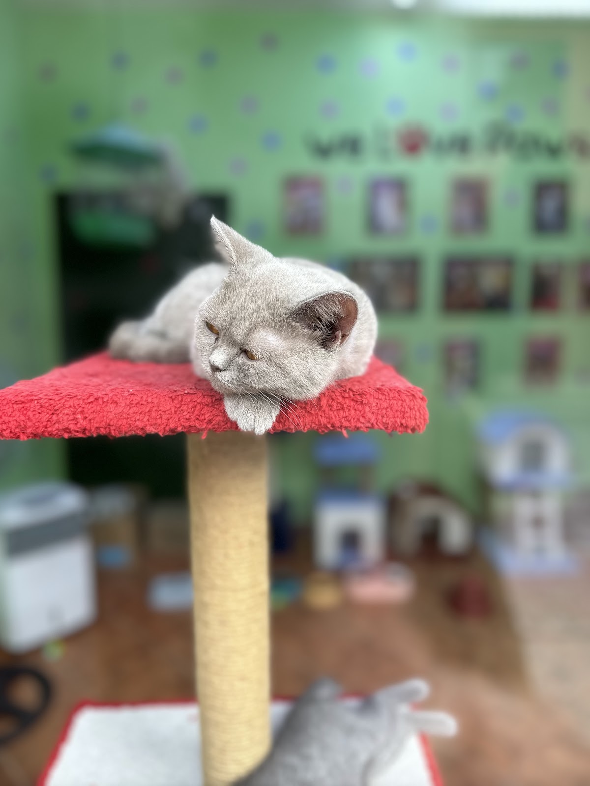 Pet Store Selvia