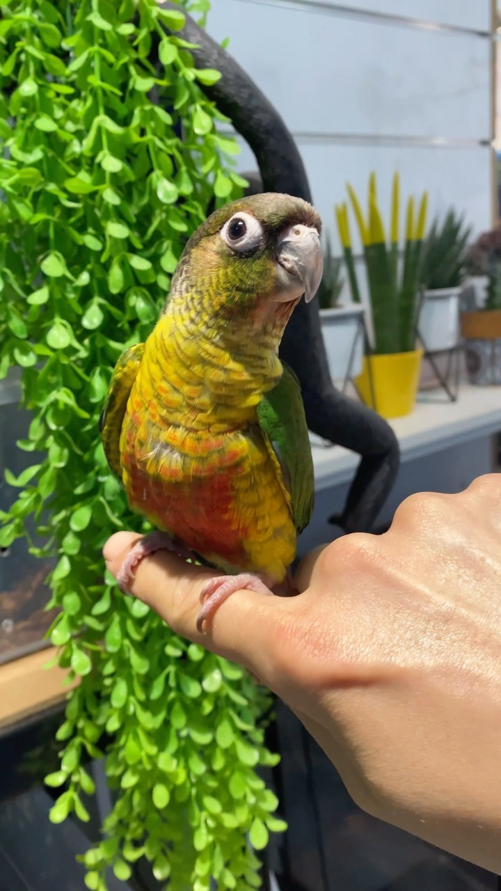 Lako Pet Shop