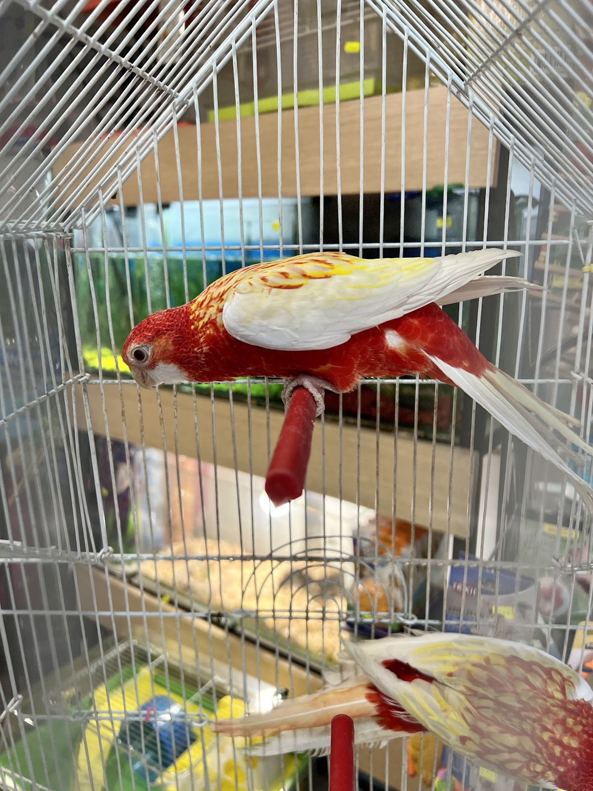 Pet Shop Kristi