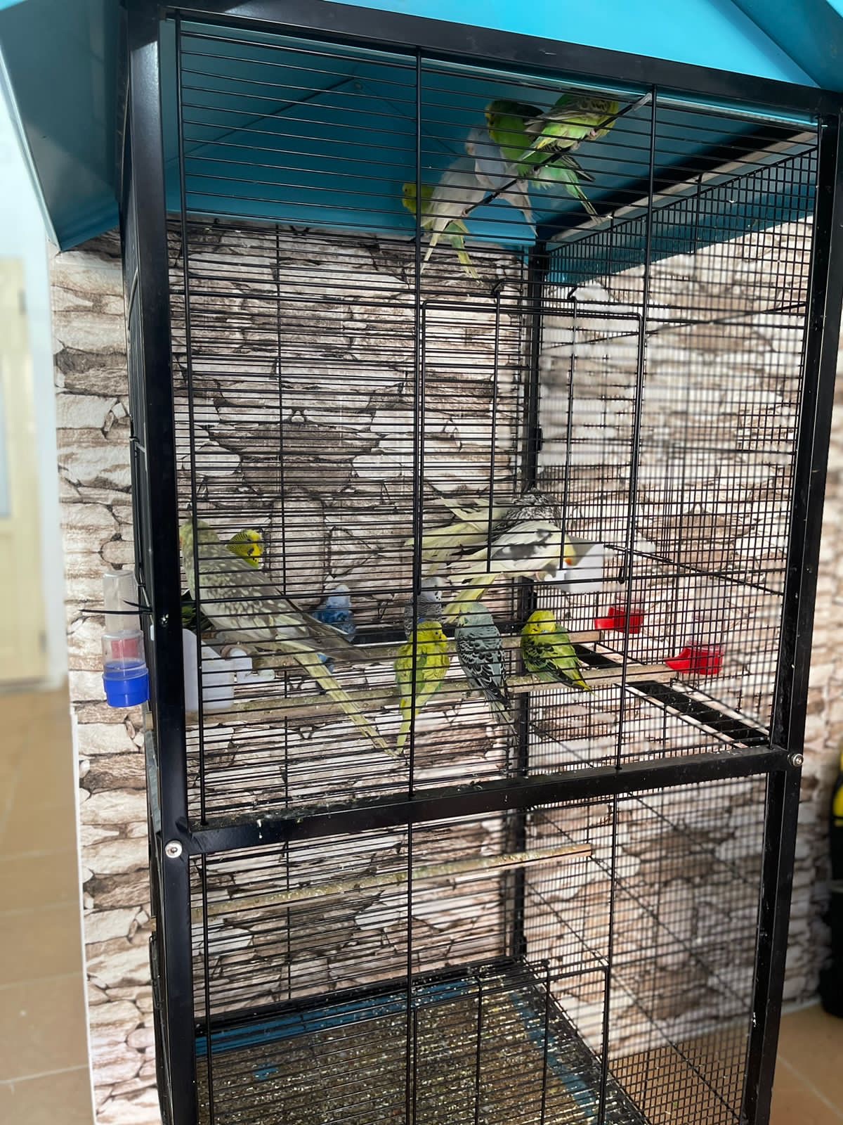 Pet Shop Roberto