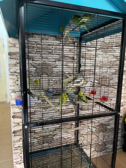 Pet Shop Roberto
