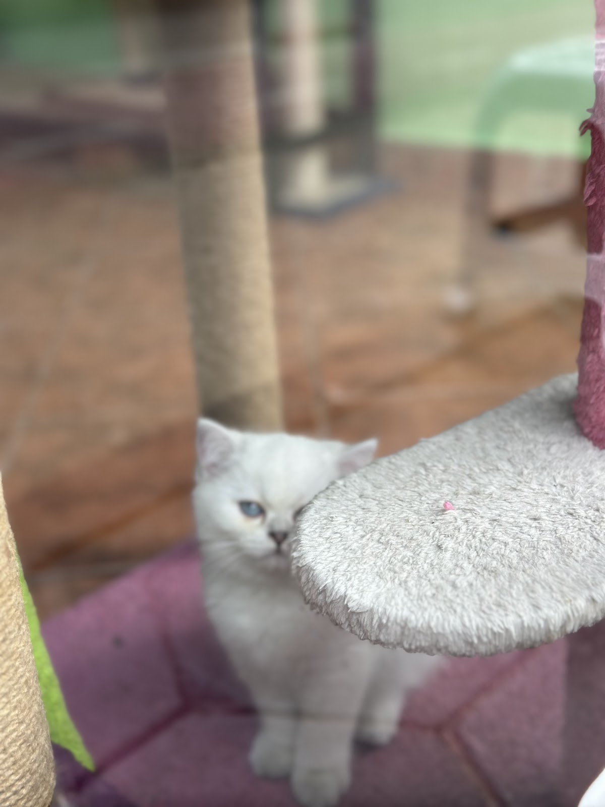 Pet Store Selvia