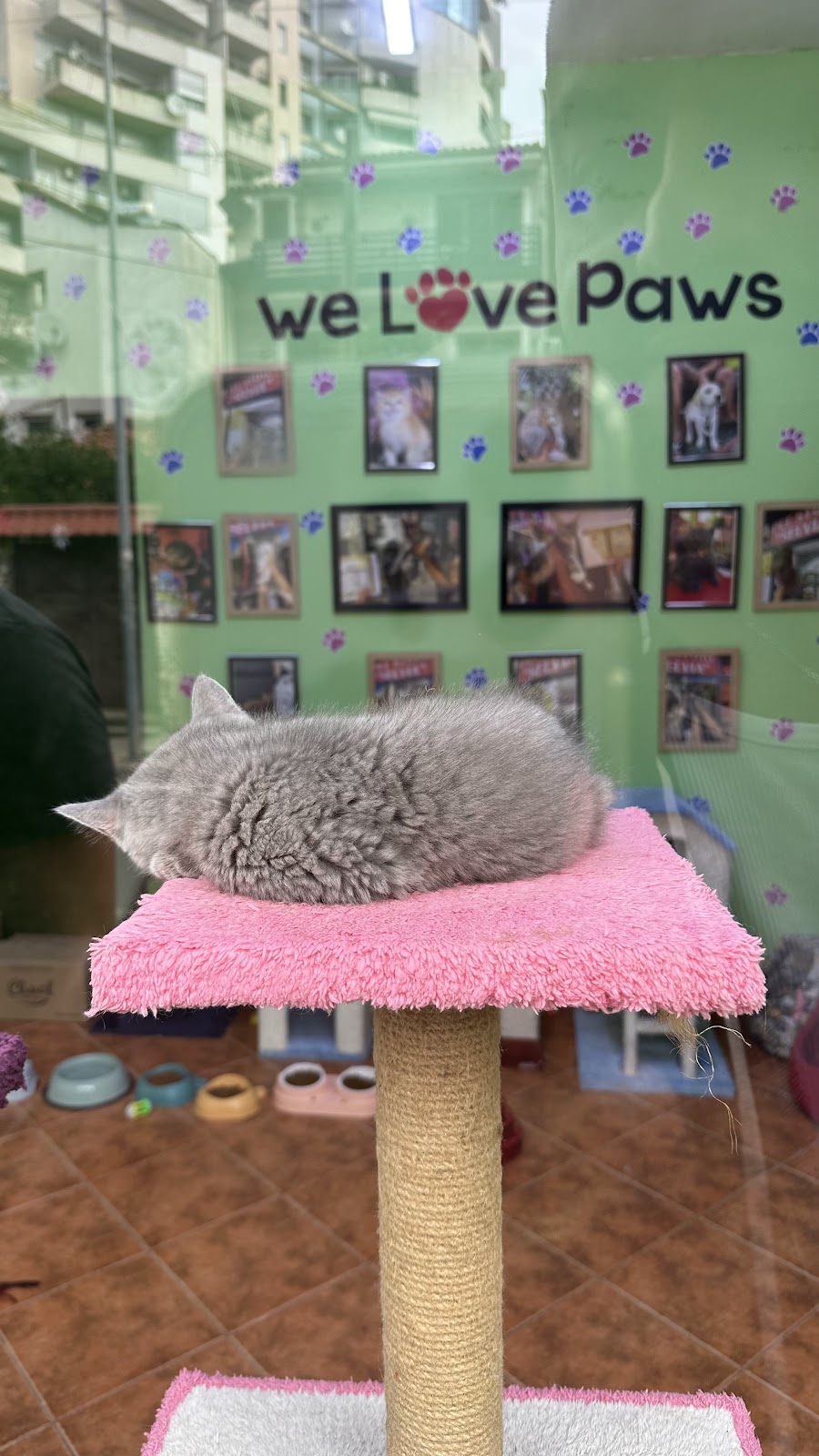 Pet Store Selvia