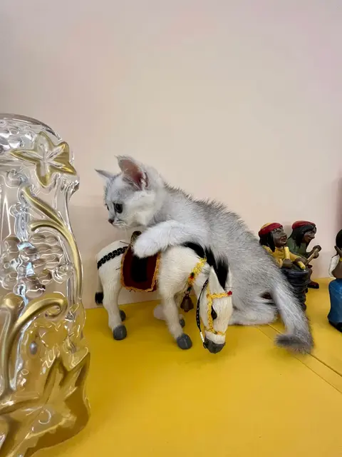 Pet Shop Kristi