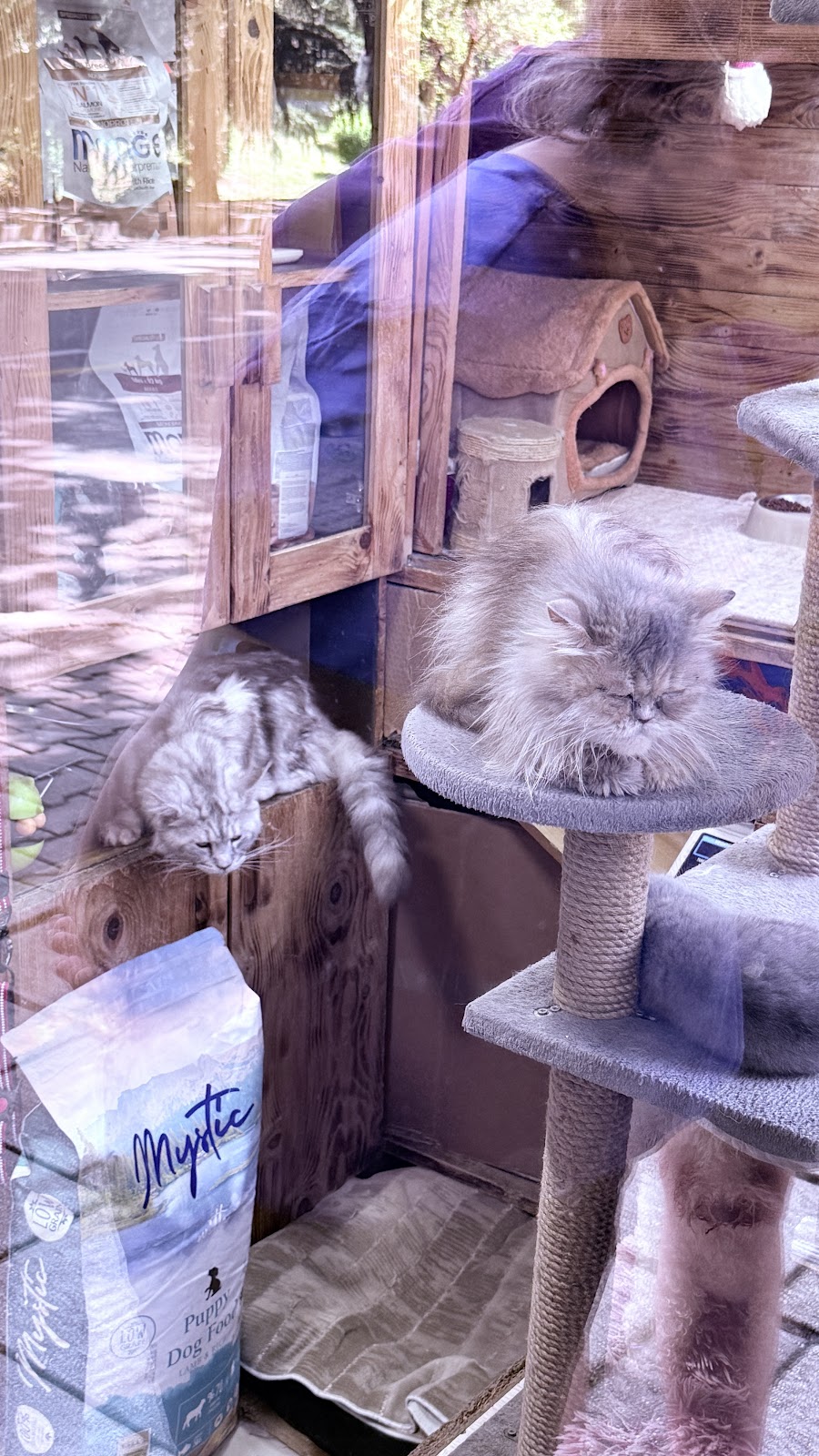 Pet Shop Puci