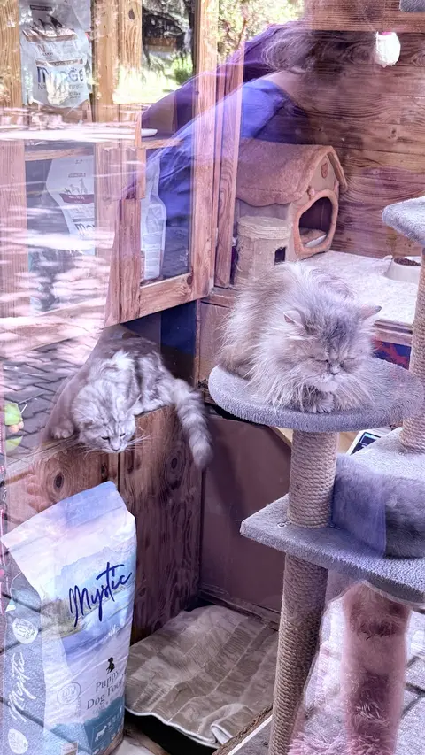 Pet Shop Puci