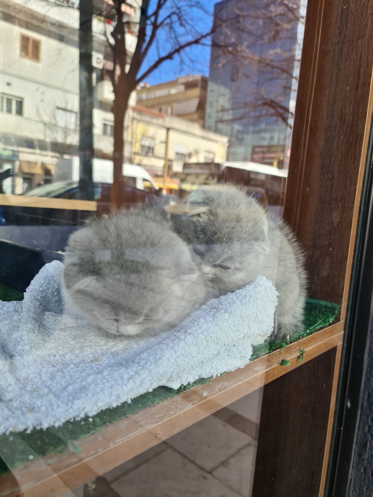 PET SHOP BEST