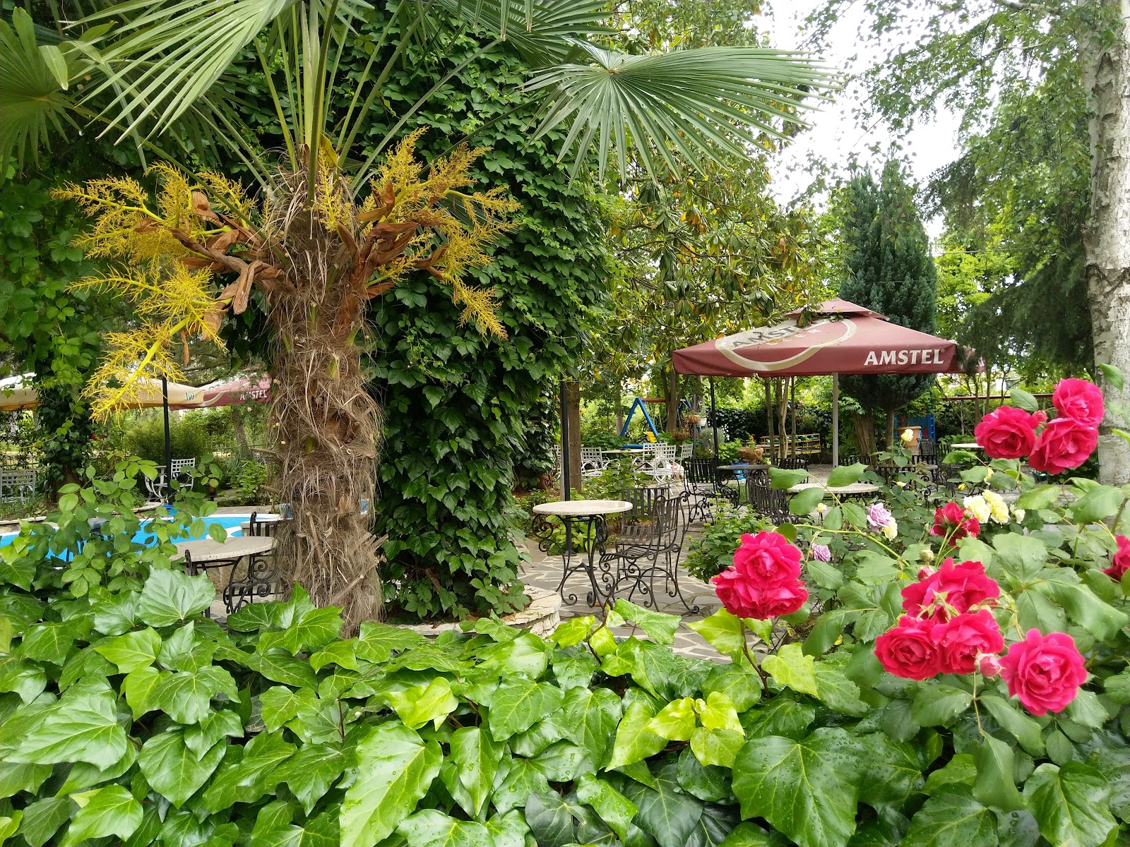 TARZANI Bar Restaurant Piceri