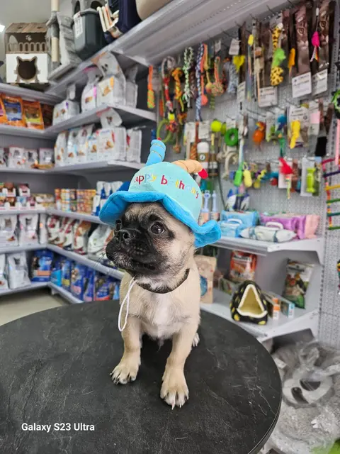 Fluffy Paws (Pet Shop)