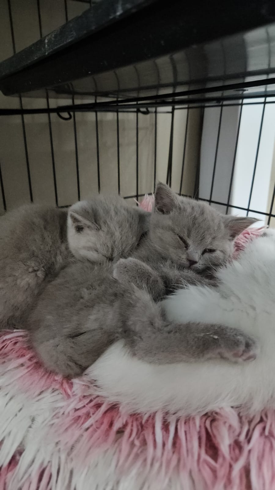 Fluffy Paws (Pet Shop)
