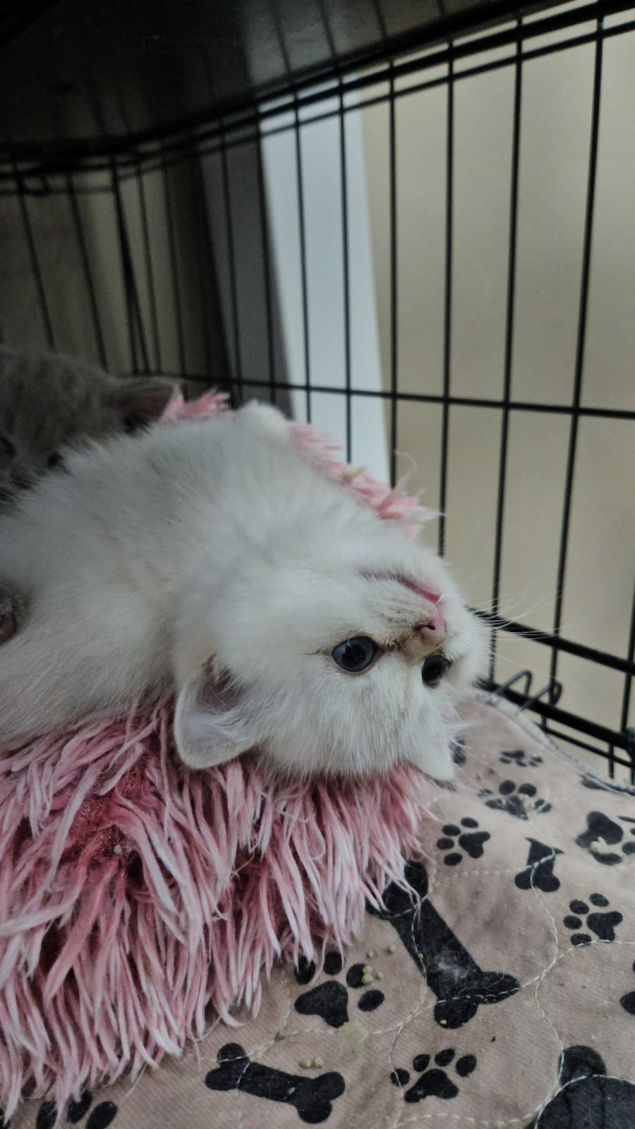 Fluffy Paws (Pet Shop)