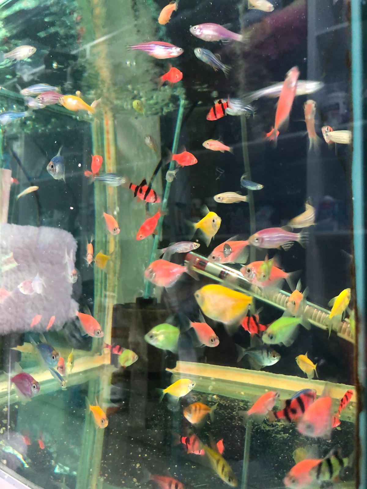 PET SHOP ALBI DURRES