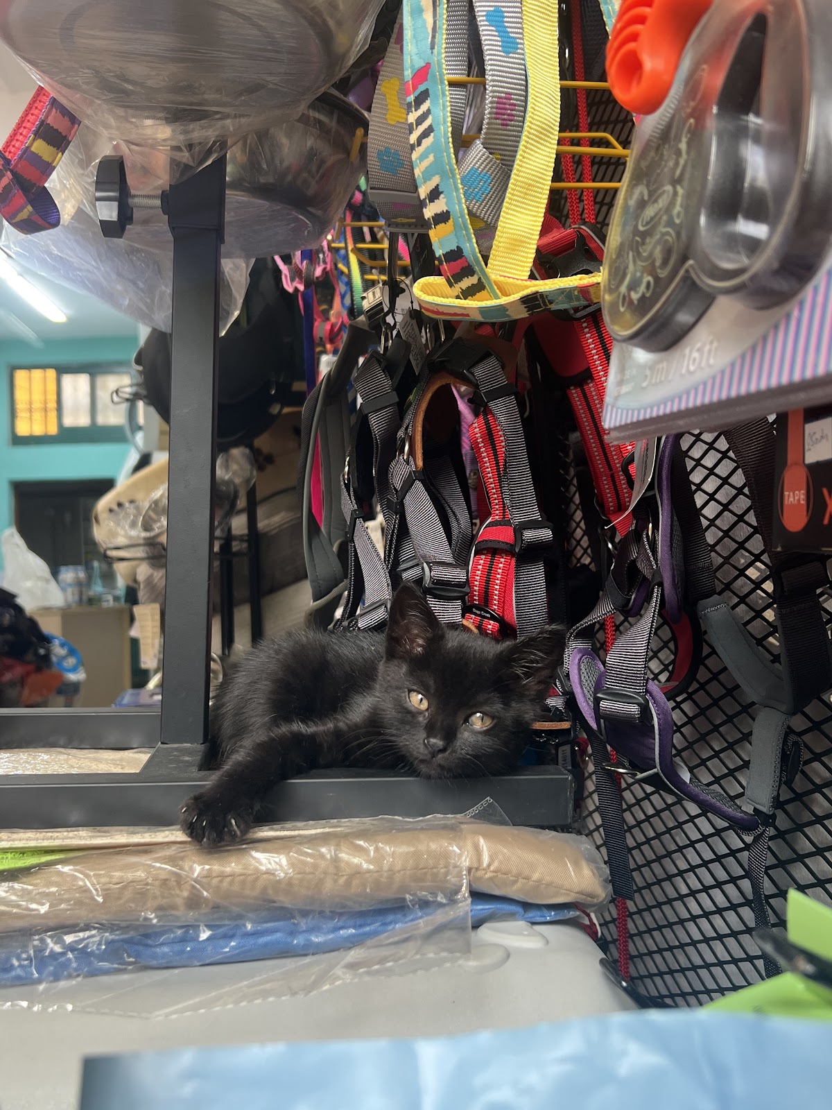 Pet & Vet Shkodër