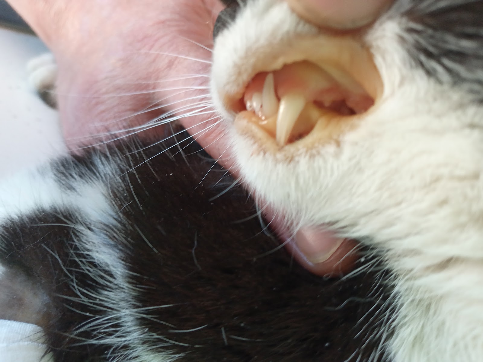 Klinikë Veterinare Mimani