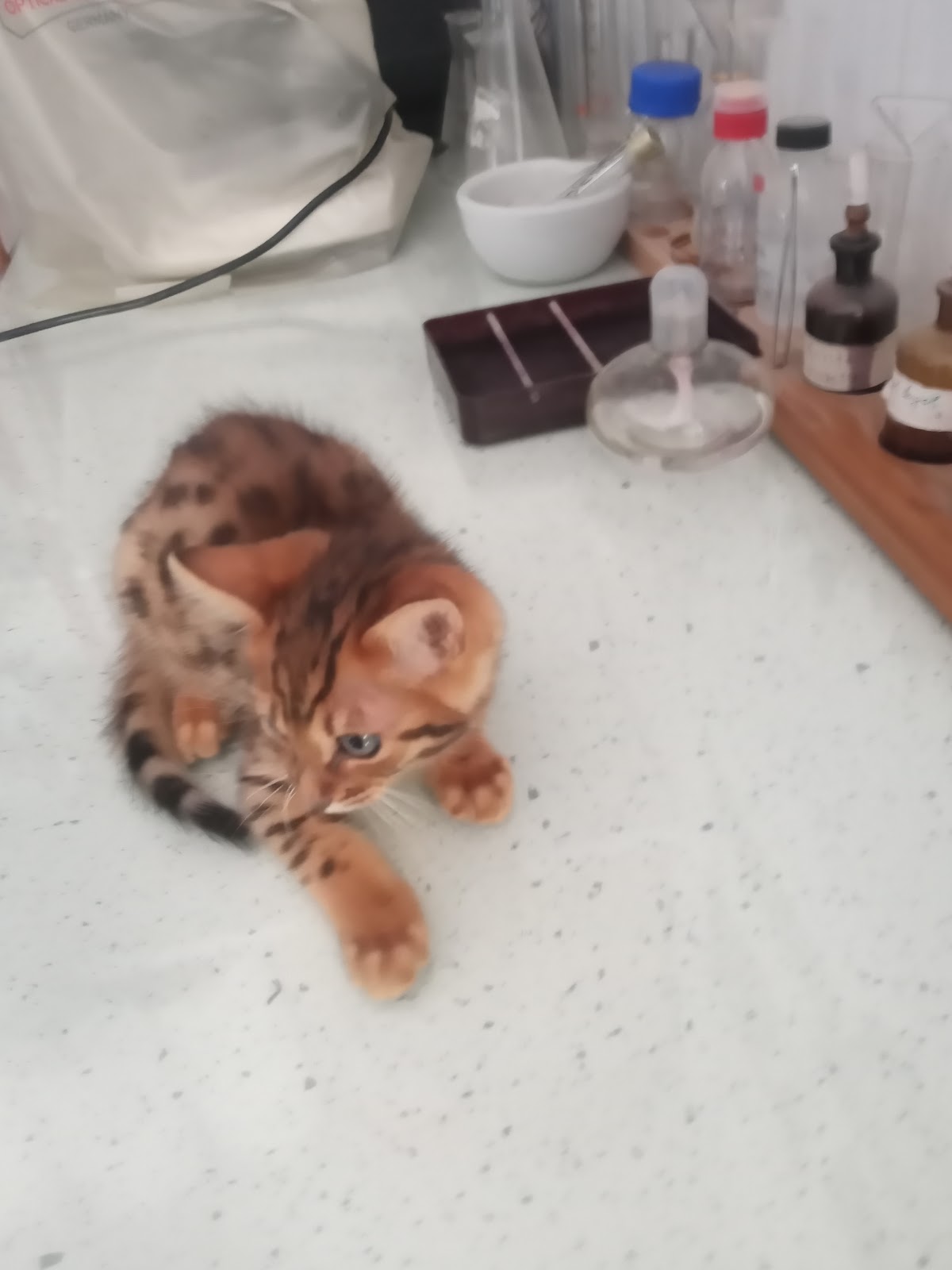 Klinikë Veterinare Mimani