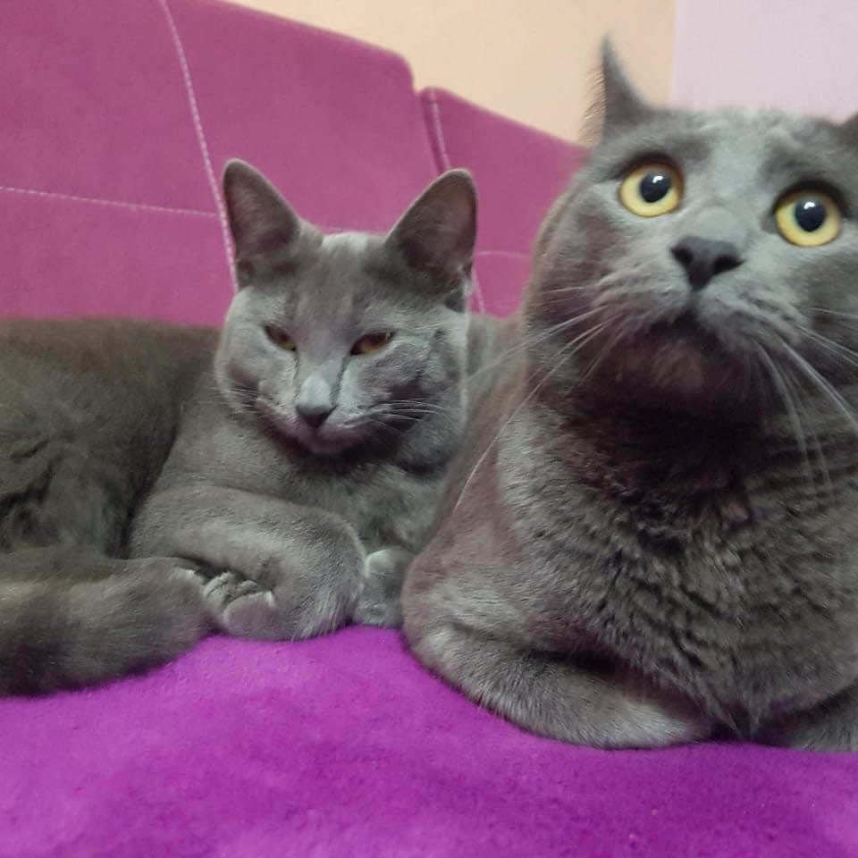 Klinikë Veterinare Mimani