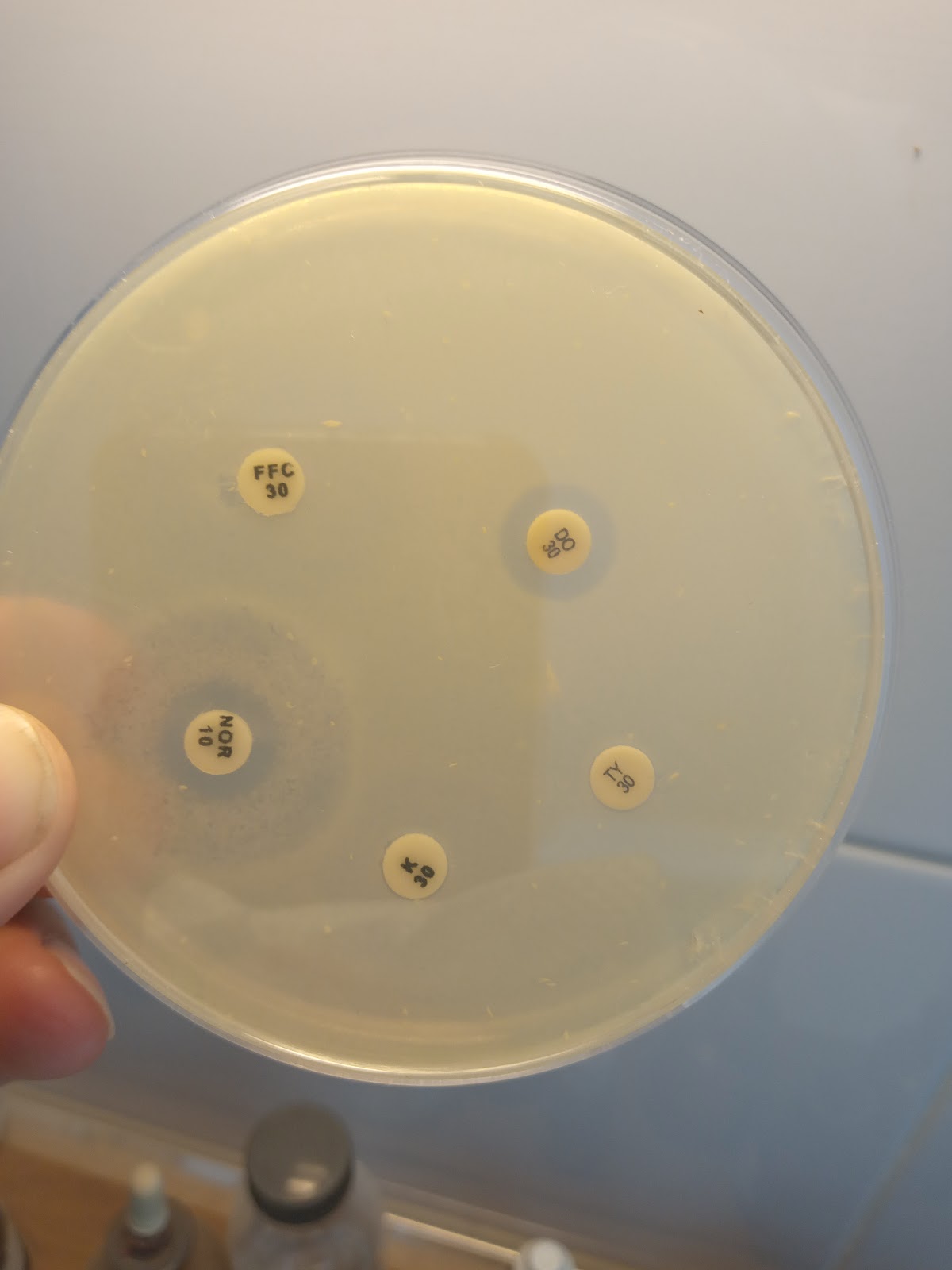 Klinikë Veterinare Mimani