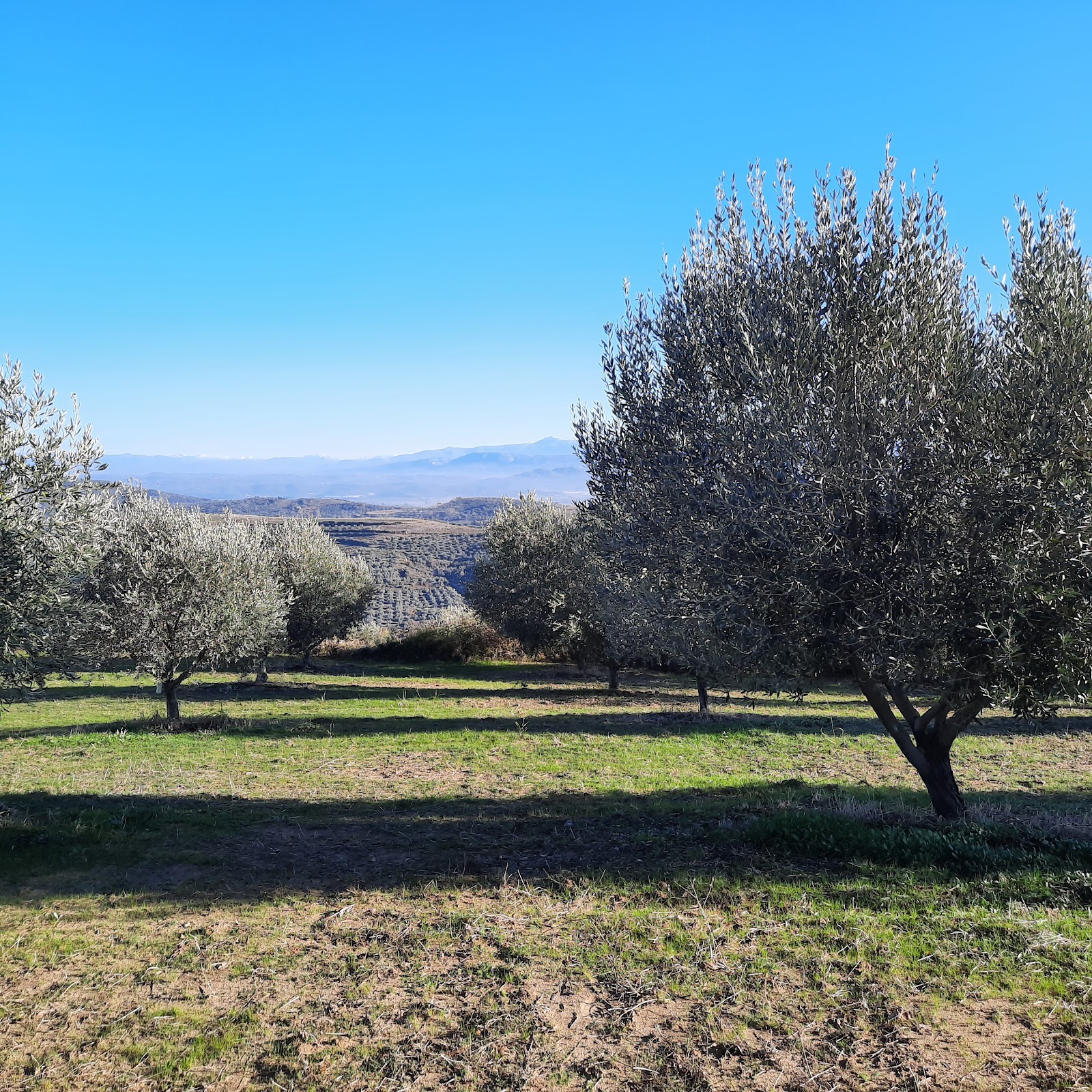 Bregu Stani Vokopol