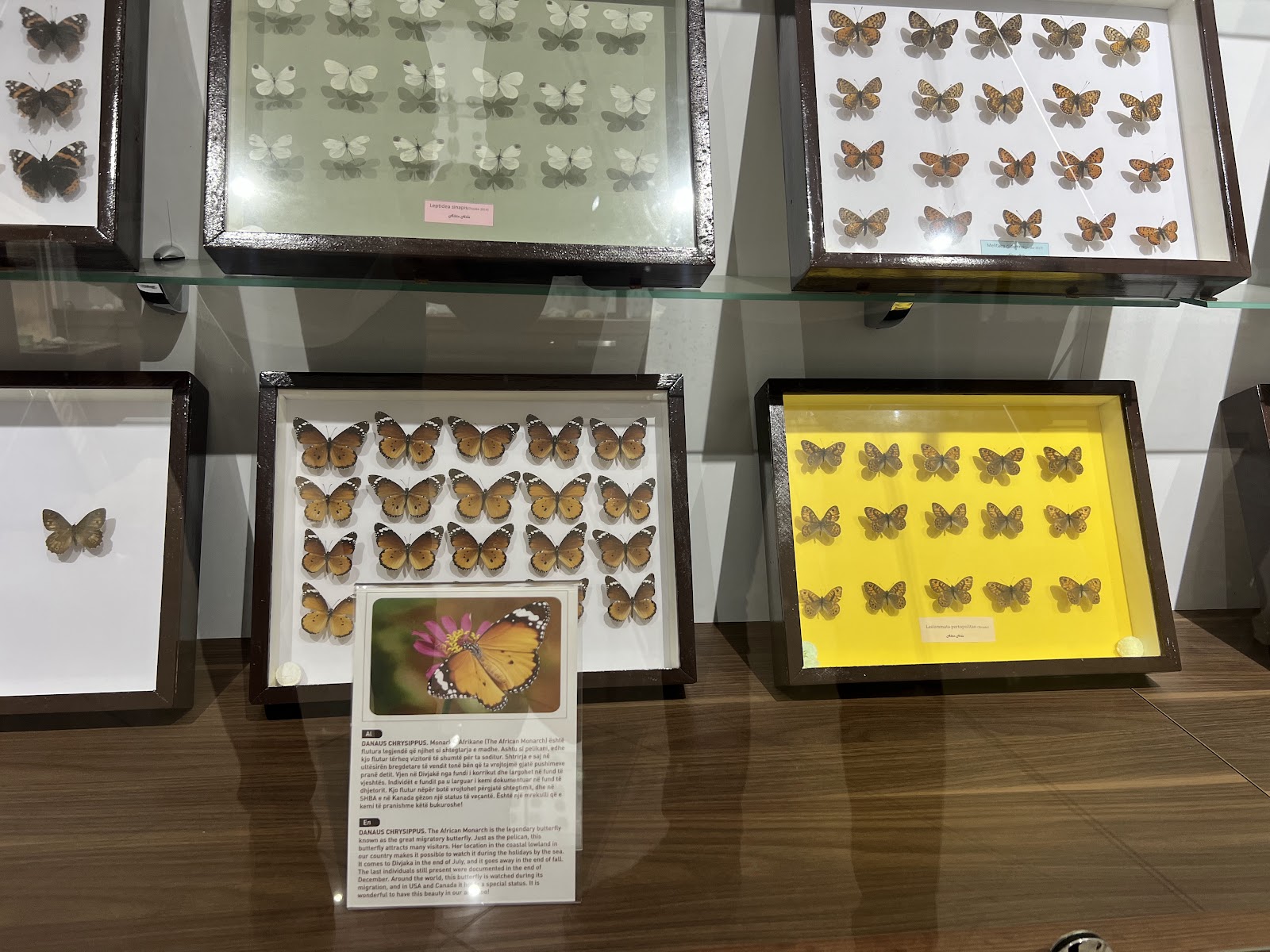 Altin's Natural Collection (Koleksioni Natyror i Altinit)