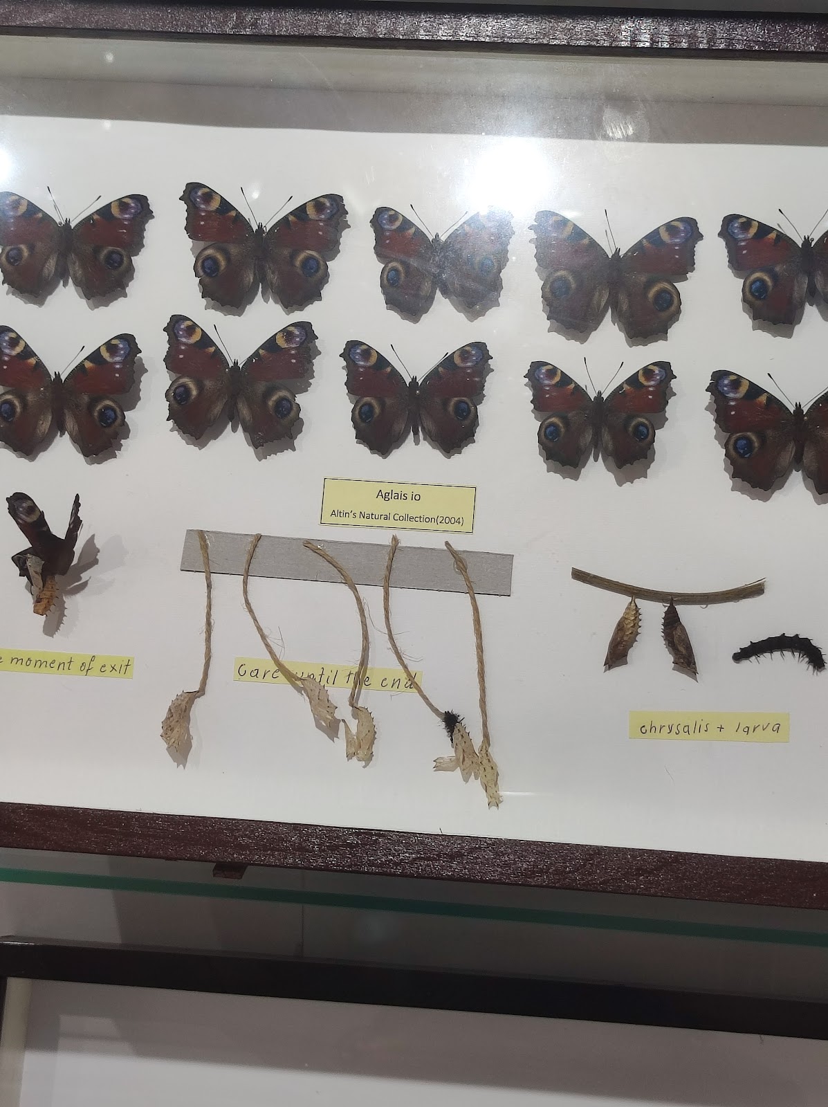 Altin's Natural Collection (Koleksioni Natyror i Altinit)