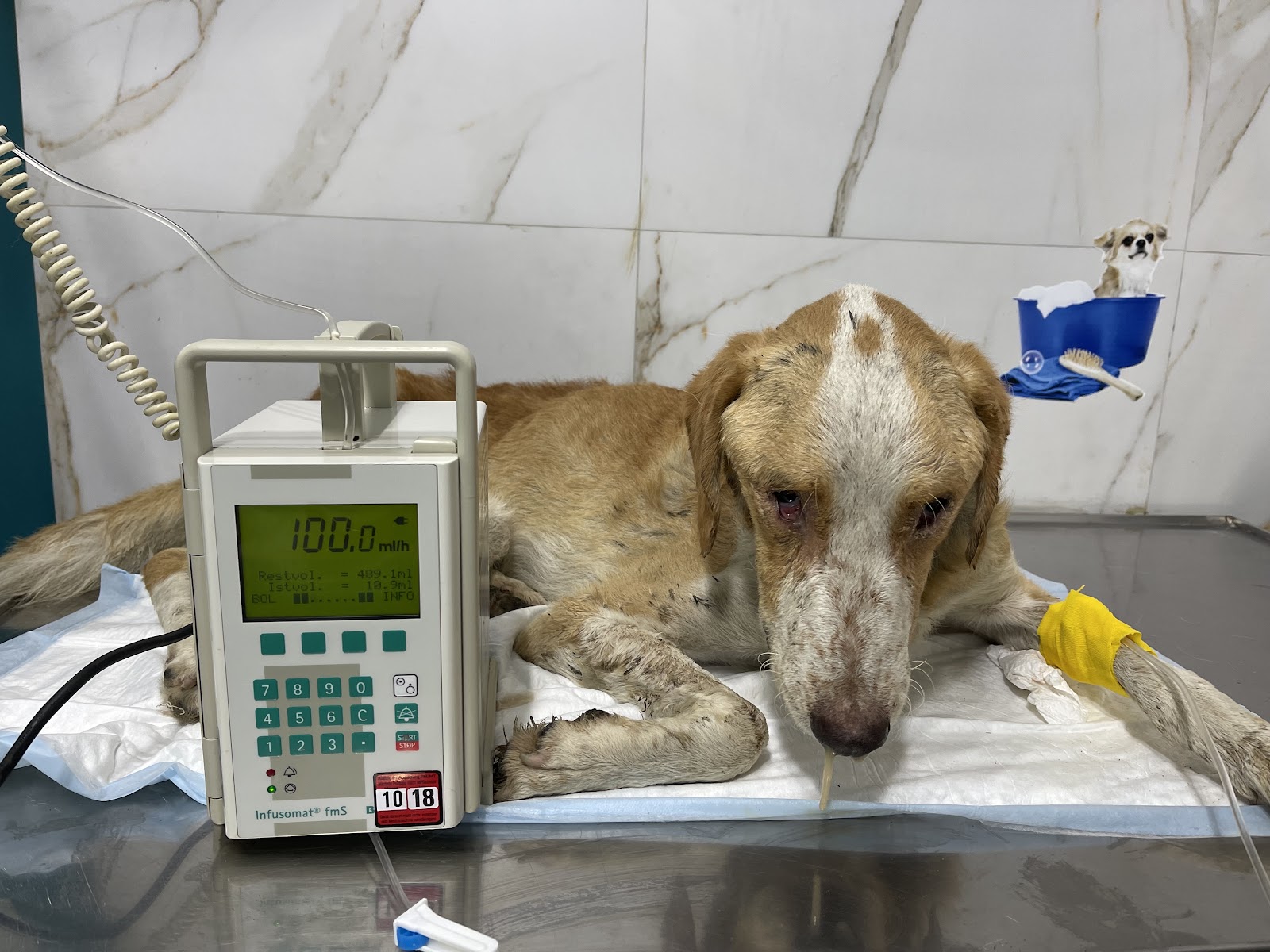 Klinika Veterinare KLOER