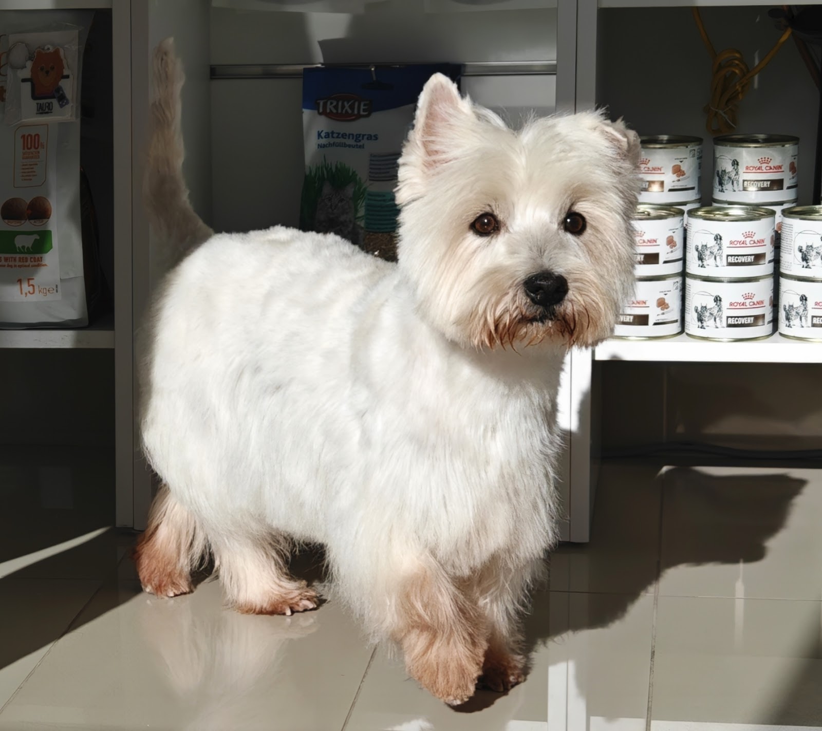 Imperial Vet Hospital (DVM Andiol Haxhi) (Spitali Veterinar Imperial Fier)
