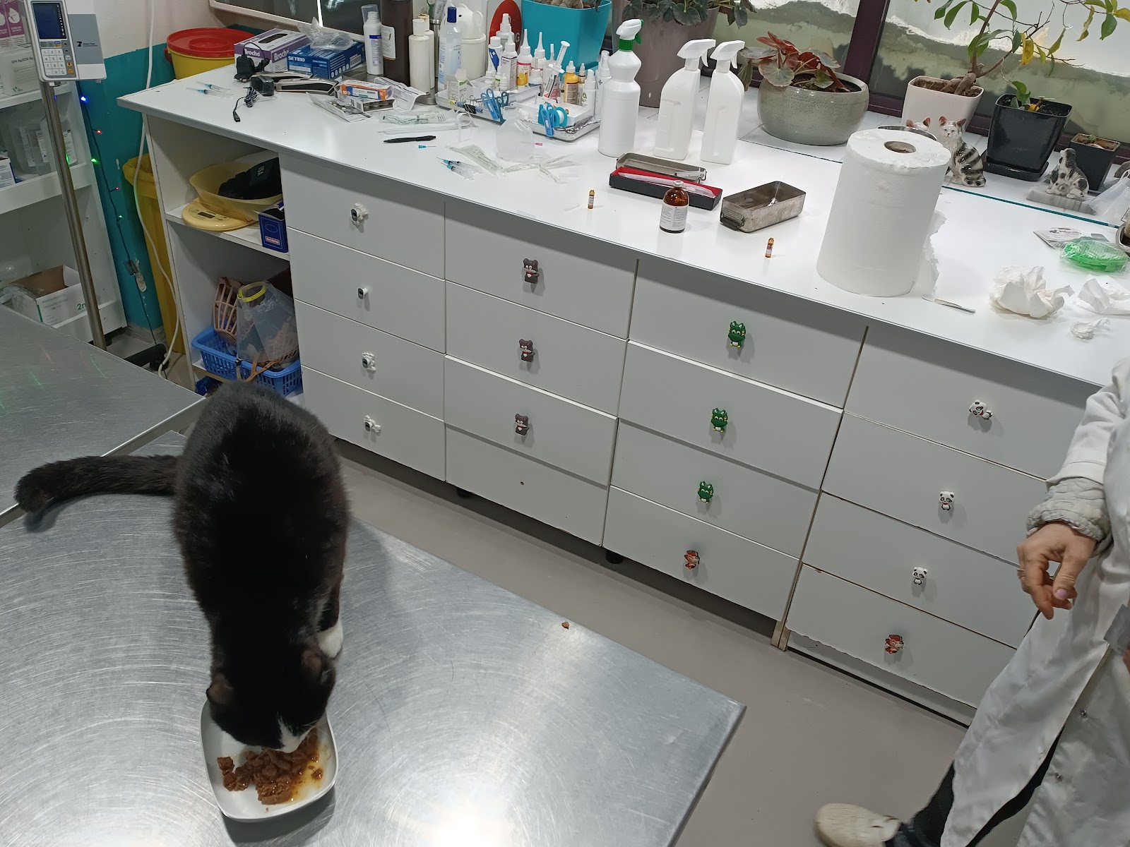 Animal Veterinary Hospital Fier Albania