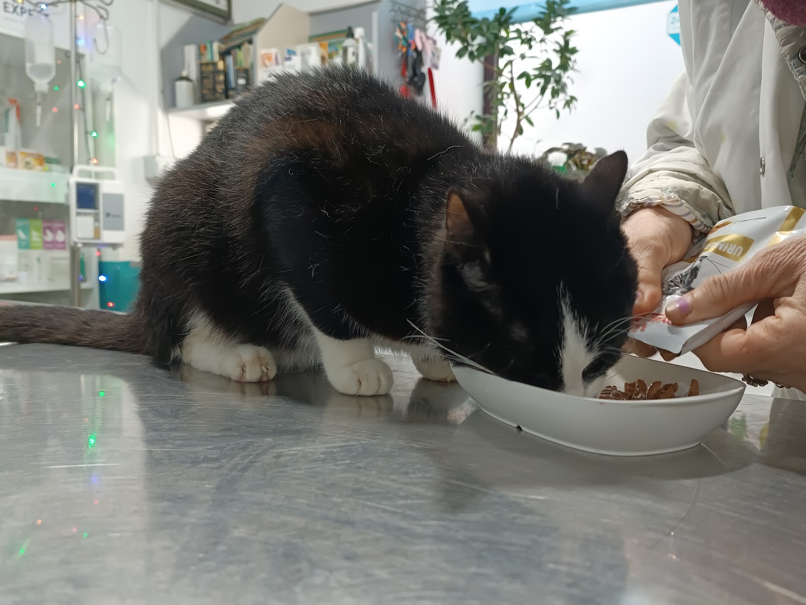 Animal Veterinary Hospital Fier Albania