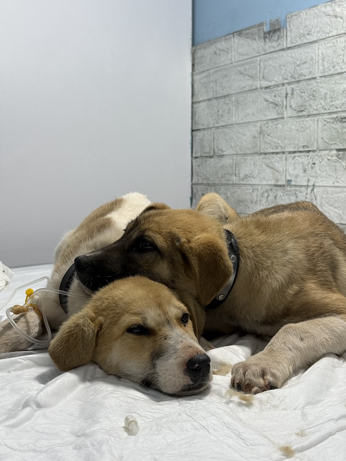 Veterinarian in Gjirokastër “Animal Center”