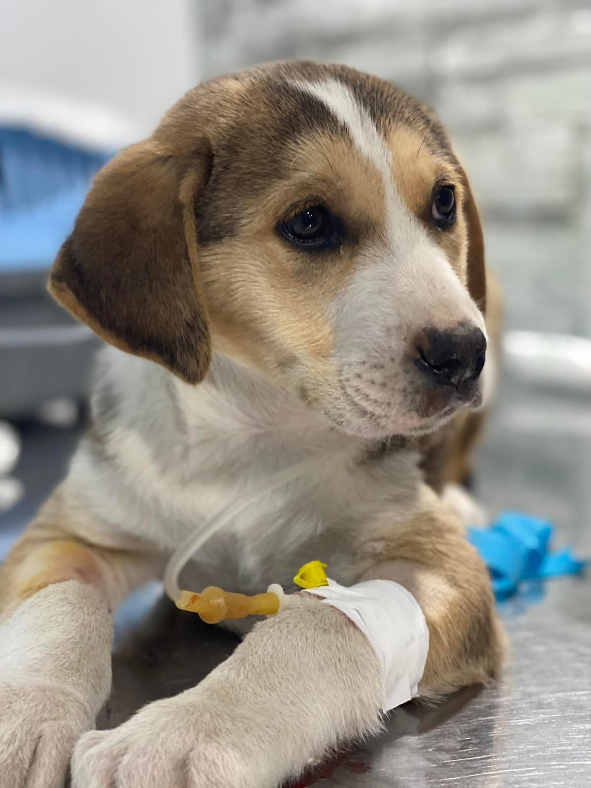 Veterinarian in Gjirokastër “Animal Center”
