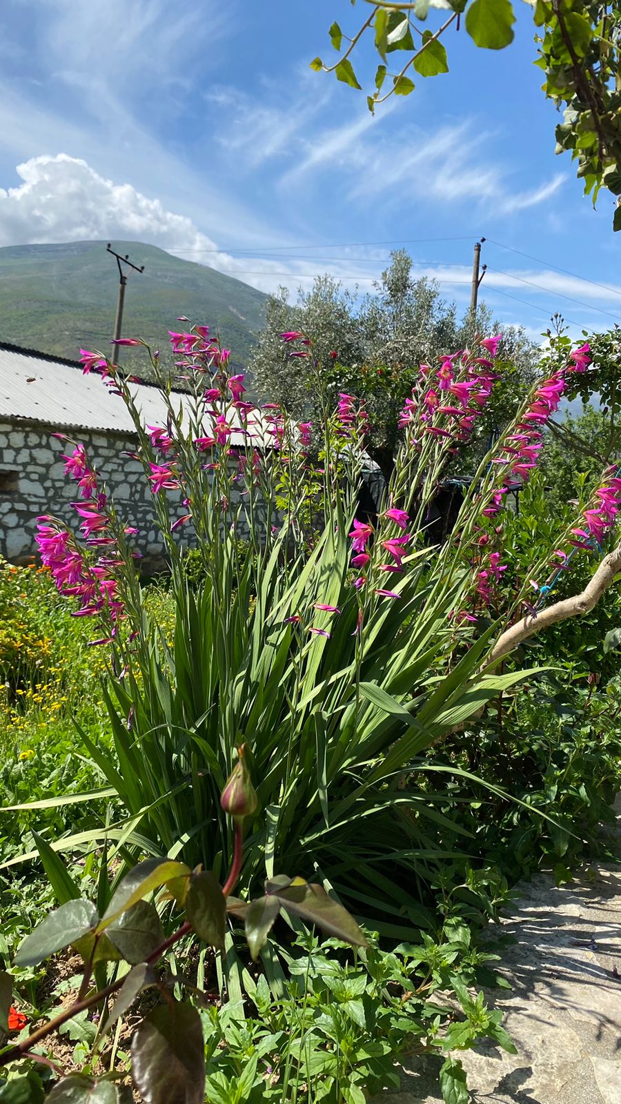 Vjosa Guest House
