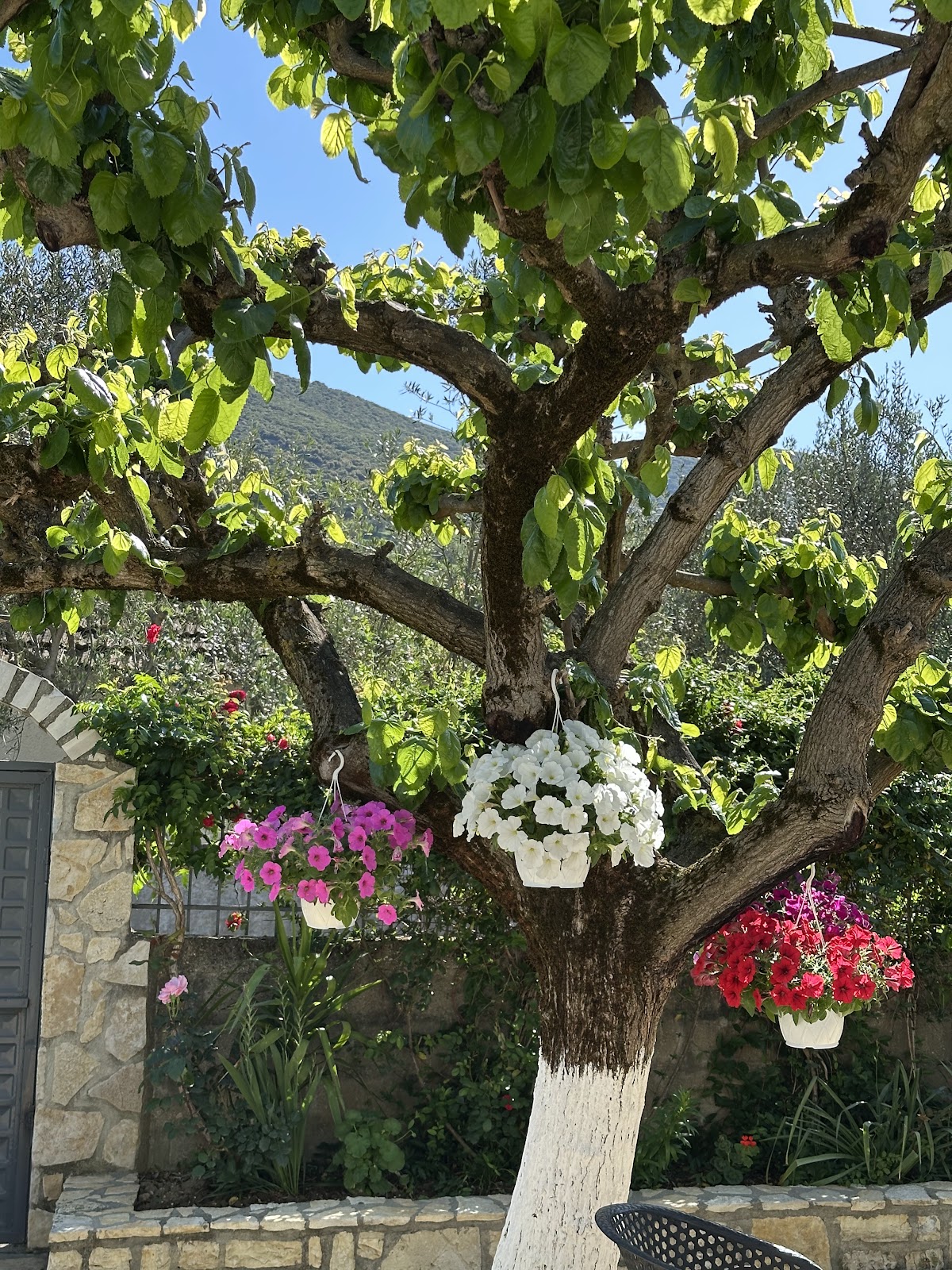 Vjosa Guest House