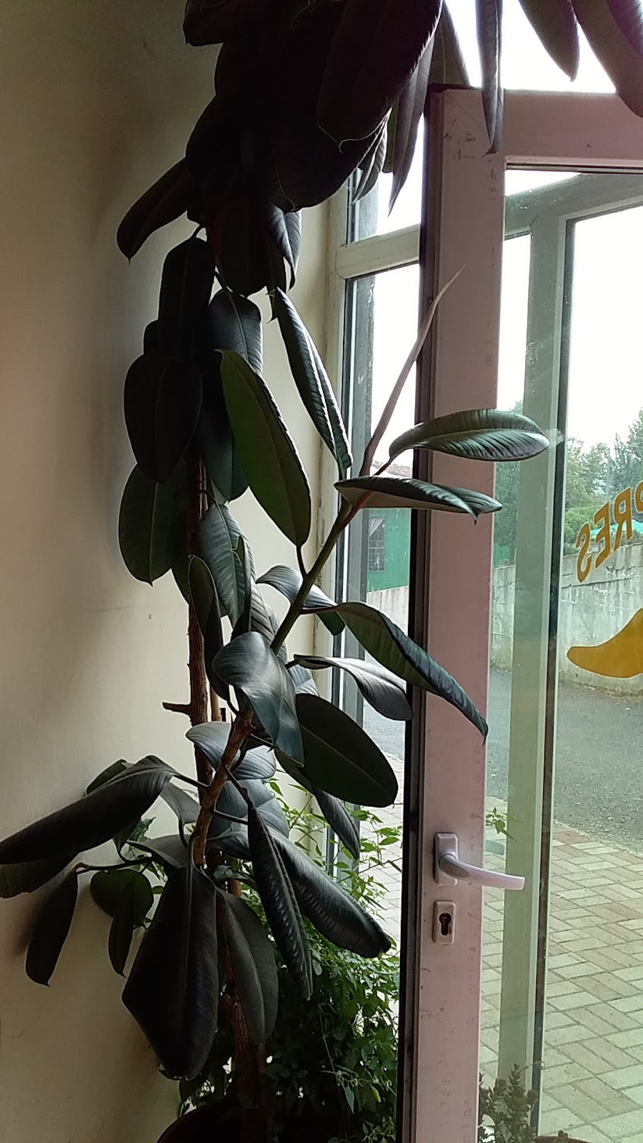 Këpucari