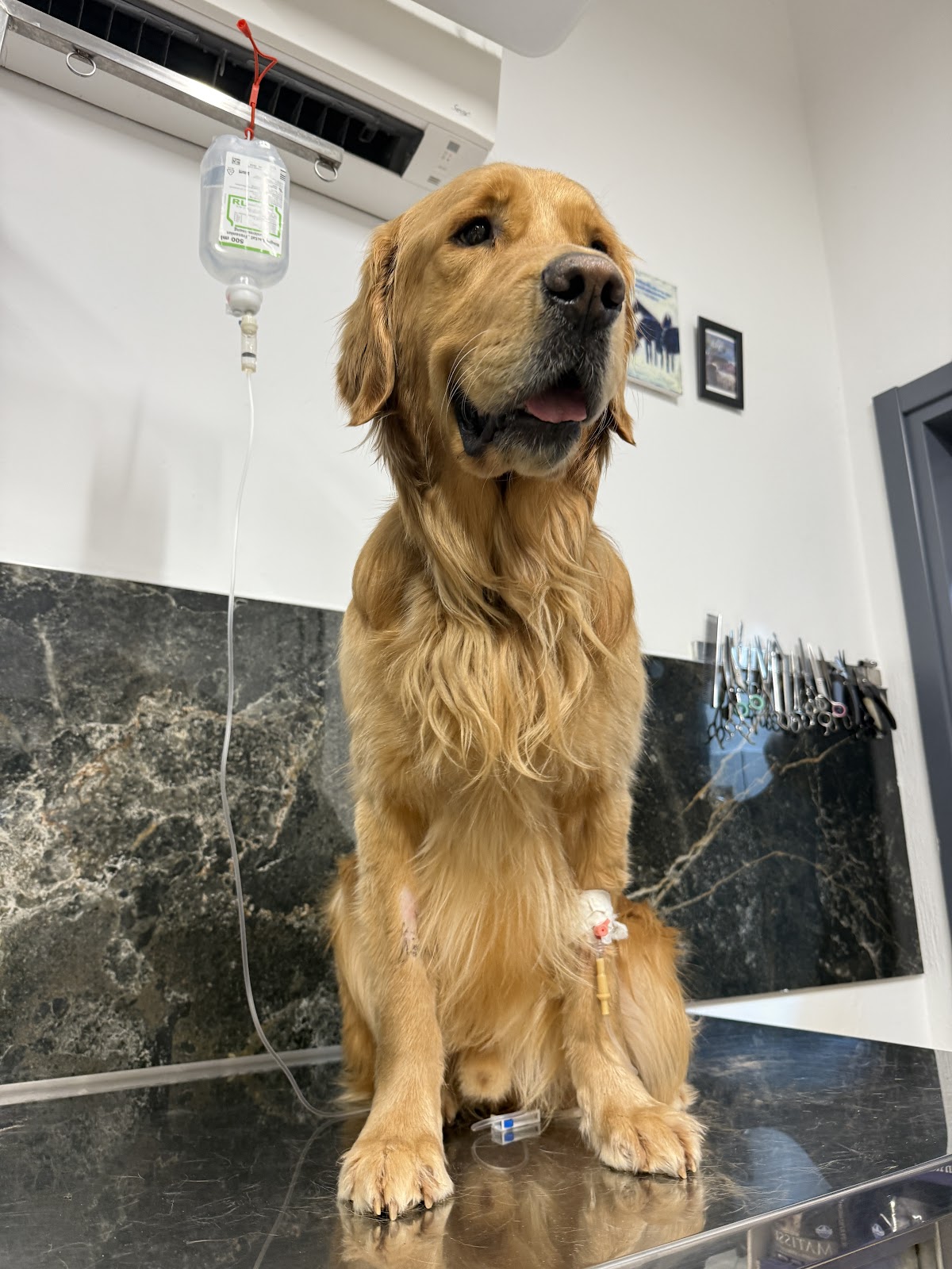 Pet Care Veterinary Clinic Sarande