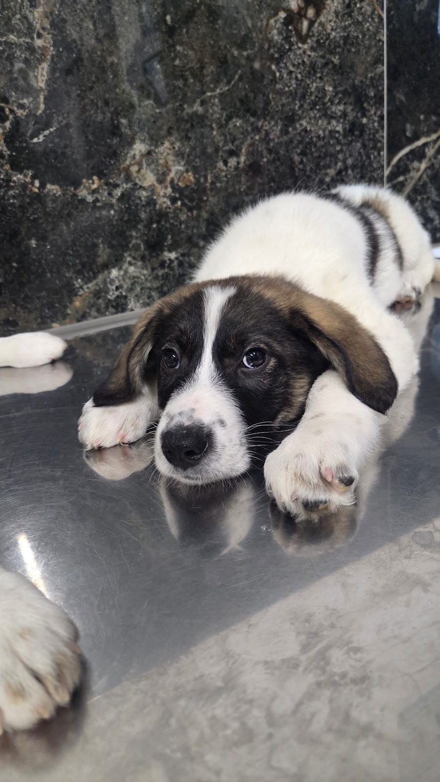 Pet Care Veterinary Clinic Sarande