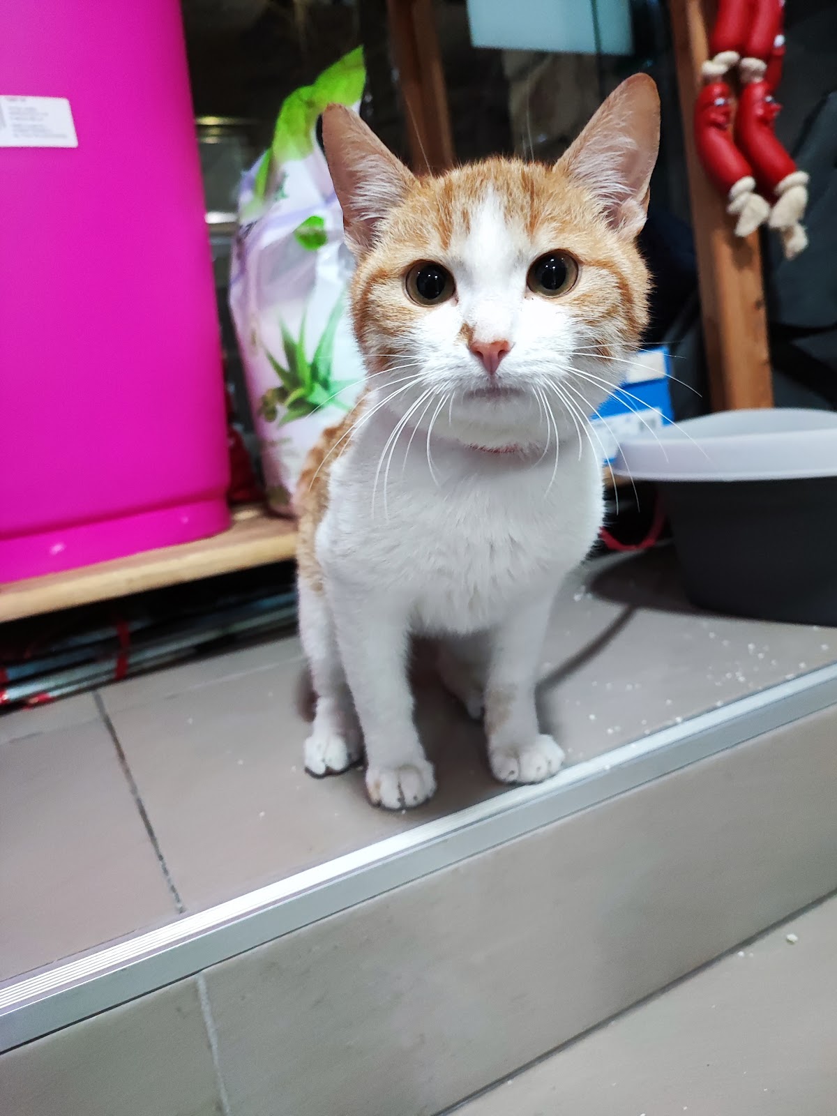 Paws Veterinary Clinic
