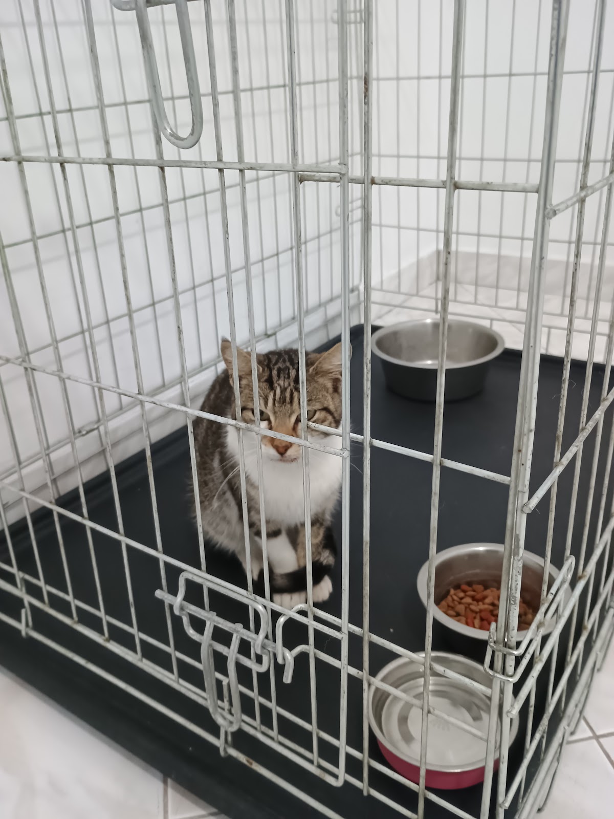 Veterinary&Pharmacy Clinic