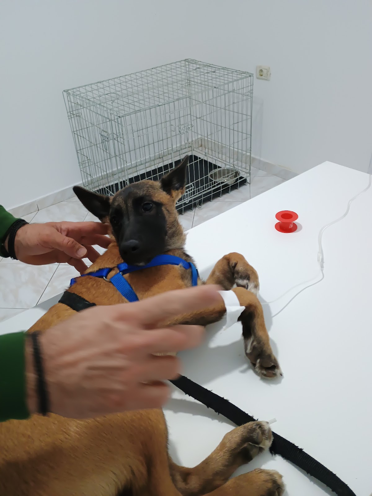 Veterinary&Pharmacy Clinic