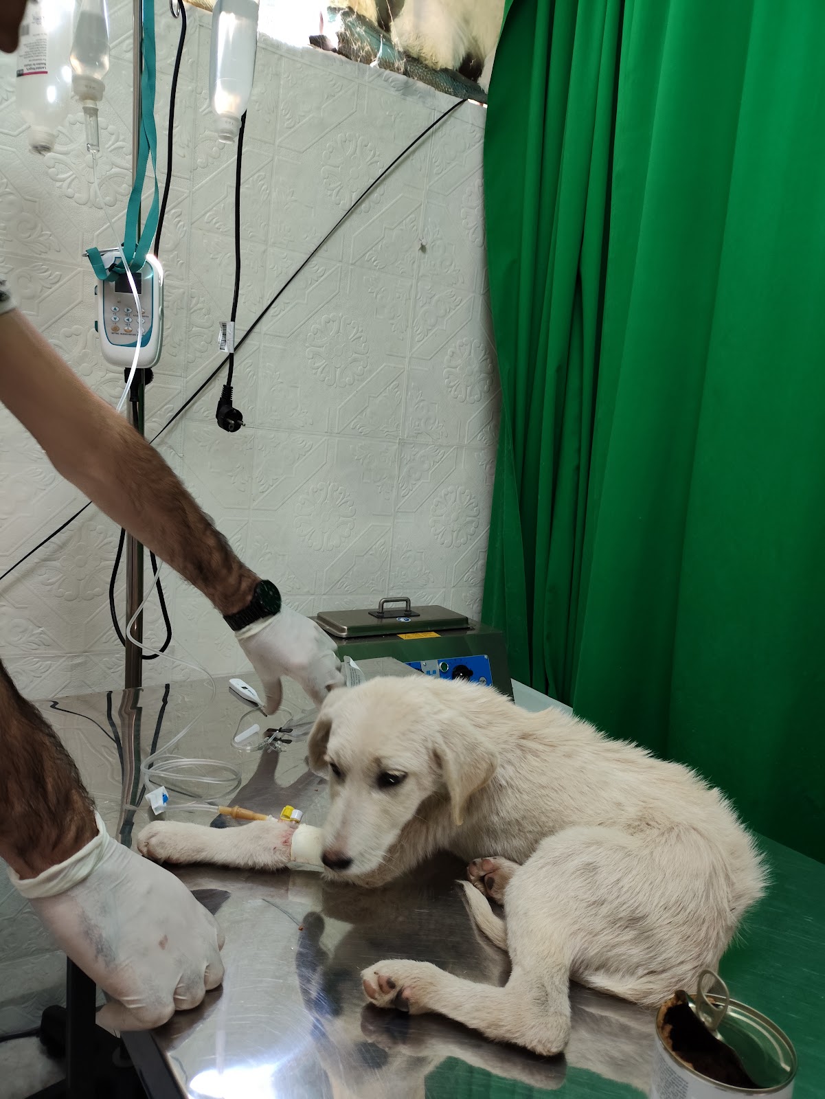 Klinike Veterinare Edi