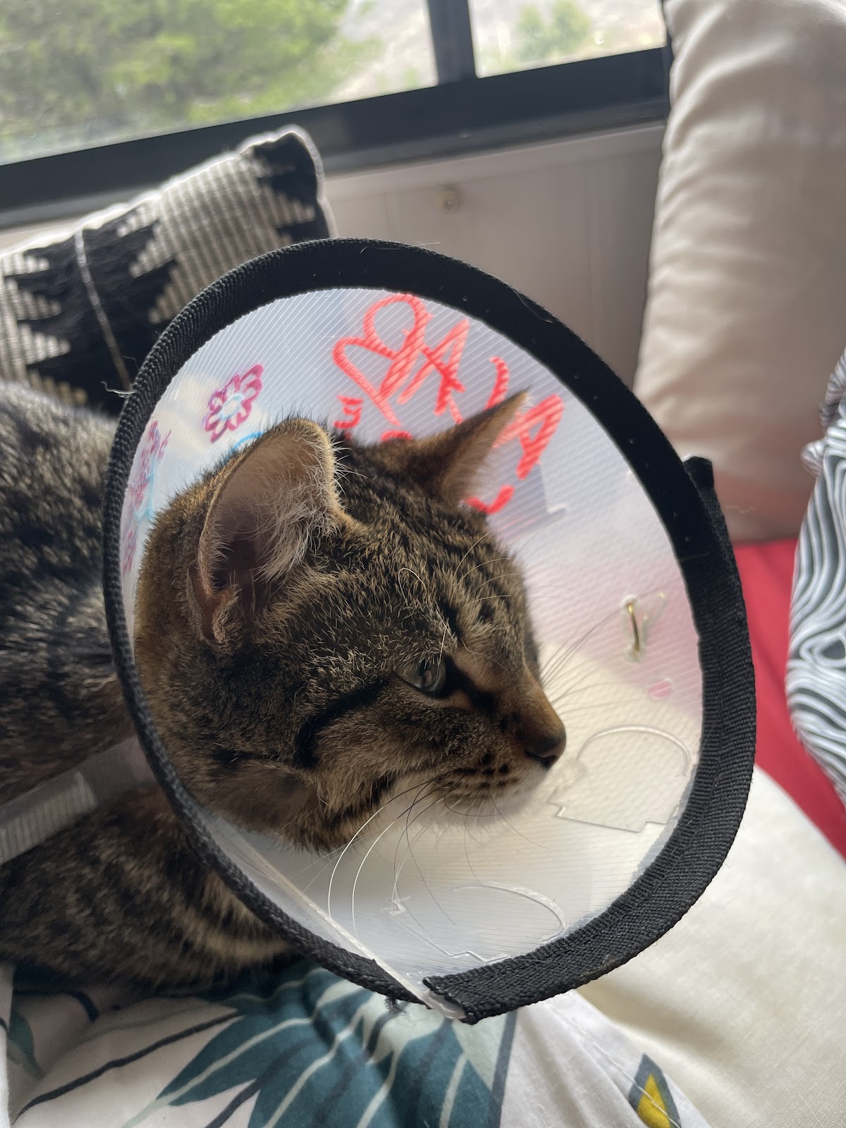 Klinike Veterinare Edi