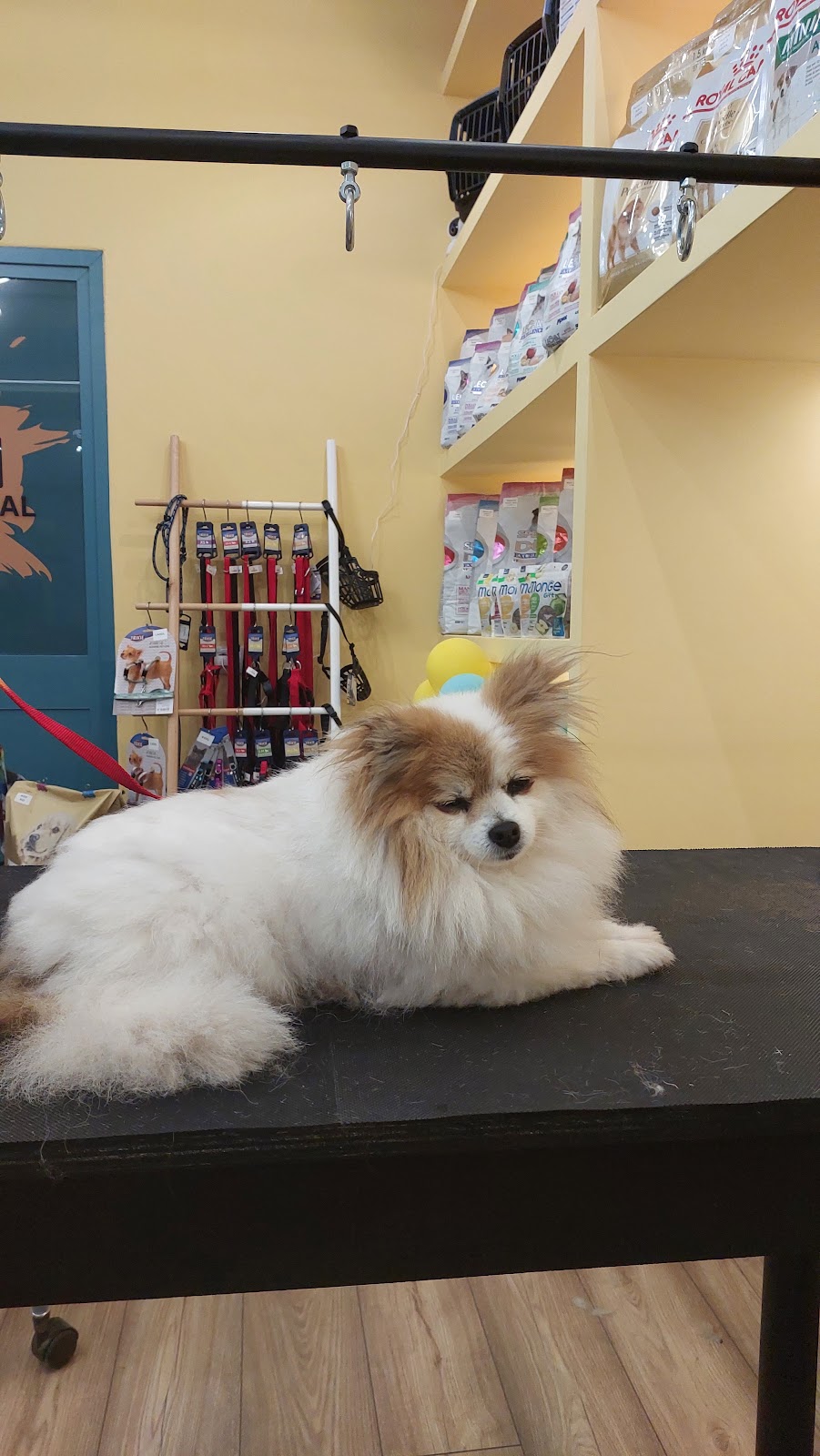 PetSpot