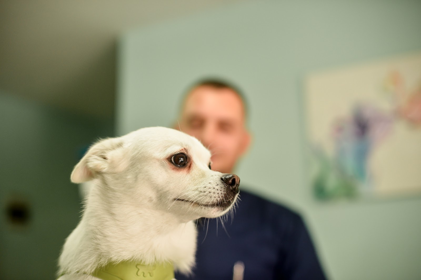 Mobil Veterinary Albania