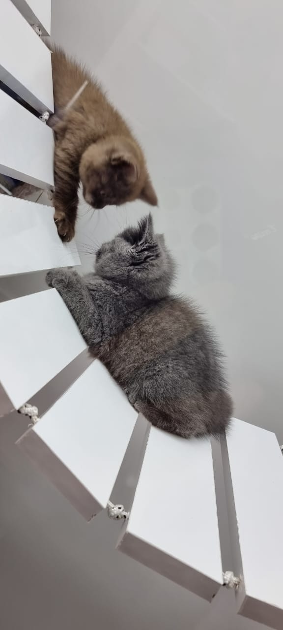 Pet Shop Vlorë