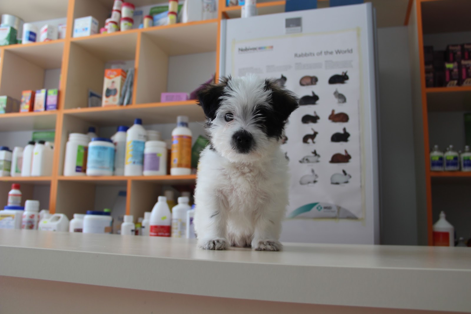 Klinikë Veterinare - Pet Care - Victoria