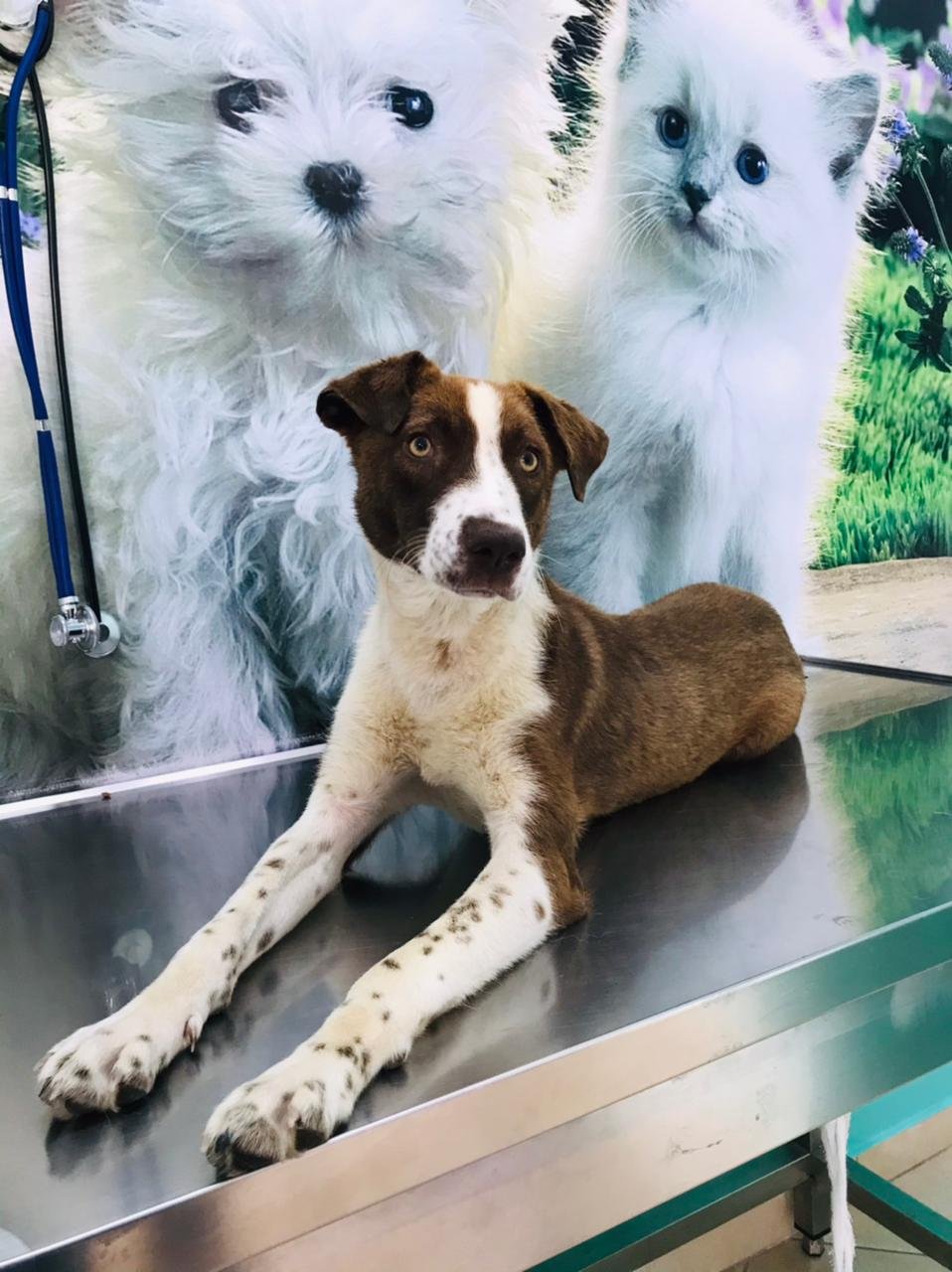 Klinika Veterinare 'Happy Pets'