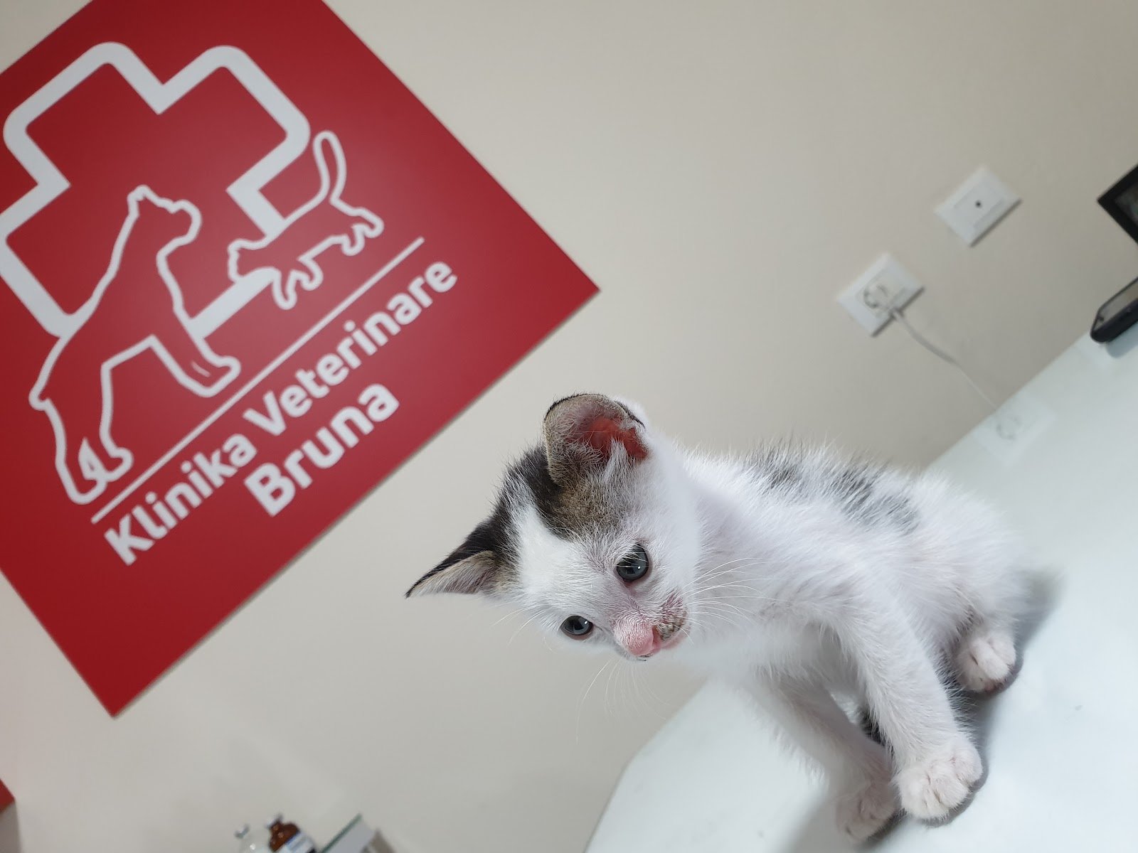 Klinikë Veterinare