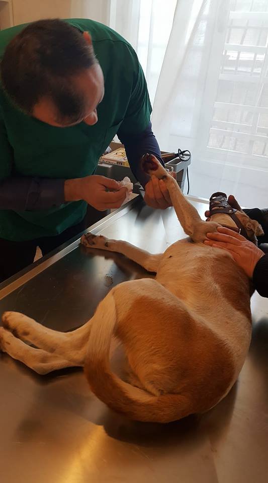 Klinikë Veterinare