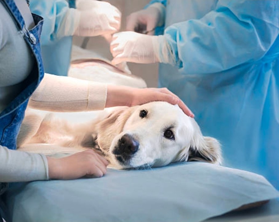 Klinikë Veterinare