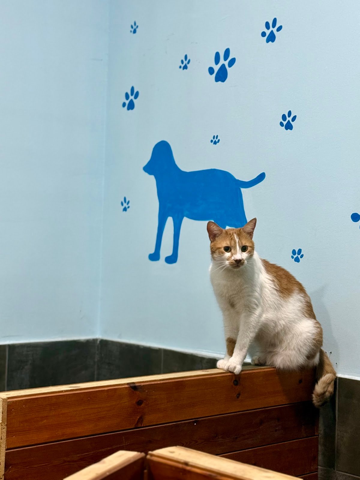 Klinikë Veterinare